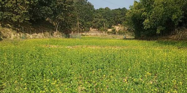টেকনাফে শর্ষে চাষে কৃষকের সফলতা